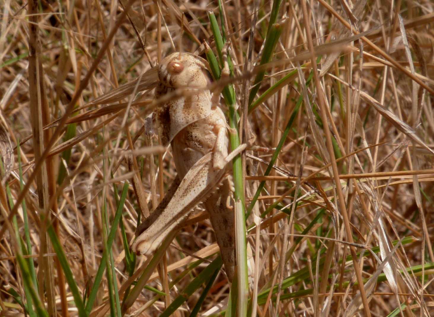 Locusta migratoria e Oedaleus decorus